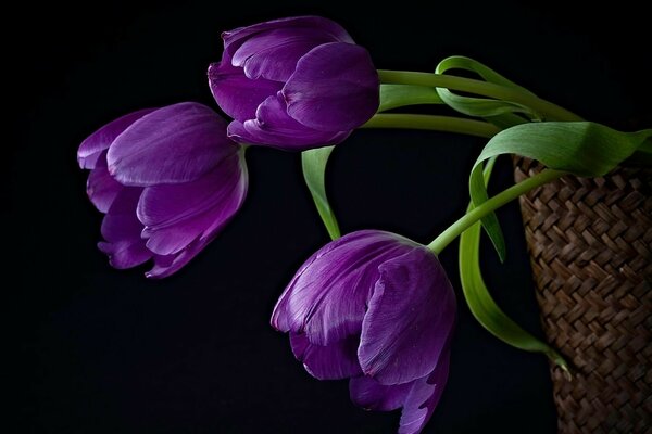 Tulipani viola su una gamba verde in un cesto di vimini