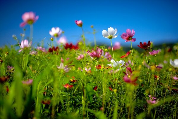 Claro de verano con flores brillantes