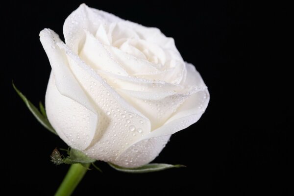 Bourgeon de rose blanche avec des gouttes de rosée détachables