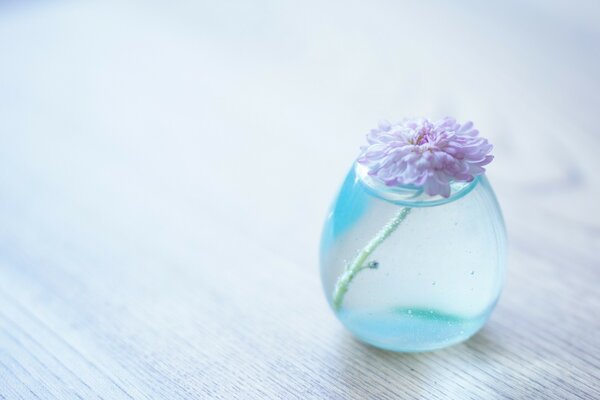 Chrysantheme in einem transparenten Glas auf dem Tisch