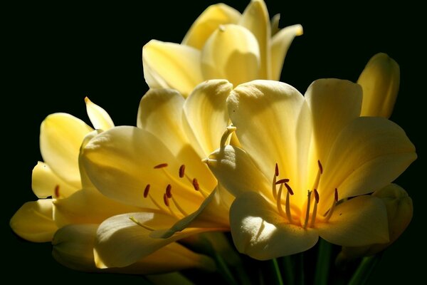 Blooming yellow flowers on a black background