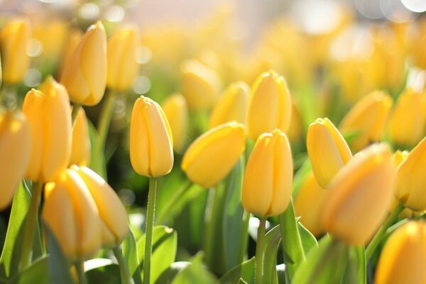 Feld der gelben Tulpenknospen