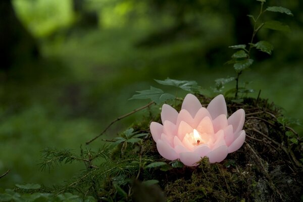 Vela rosa en el bosque verde