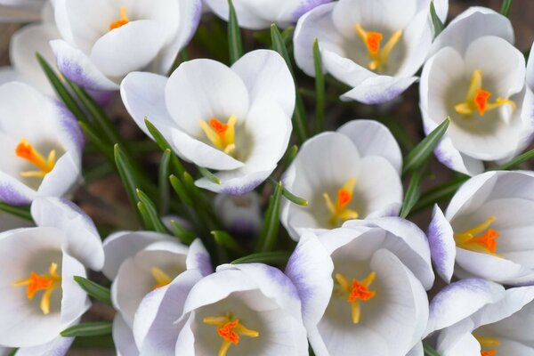 Patrón de brotes de flores blancas