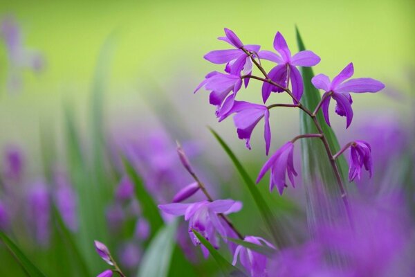 Lilas pétales fleurs violet couleur