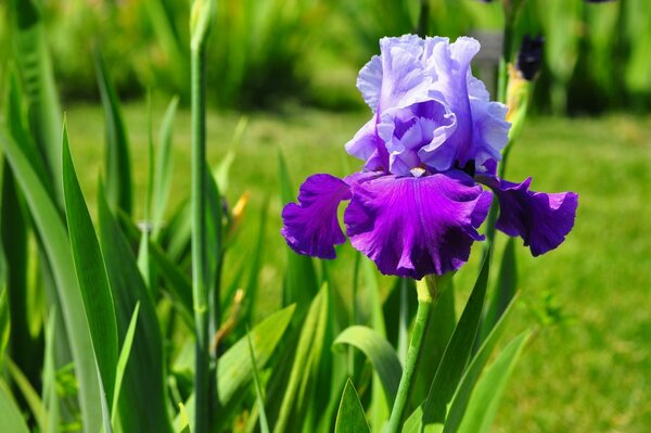 Lila Iris auf Gras Hintergrund