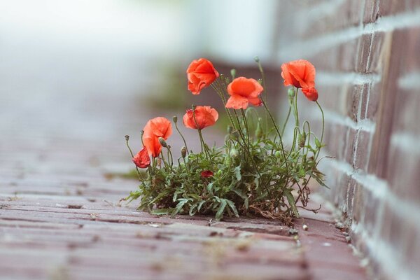 Bright scarlet poppies on the stones