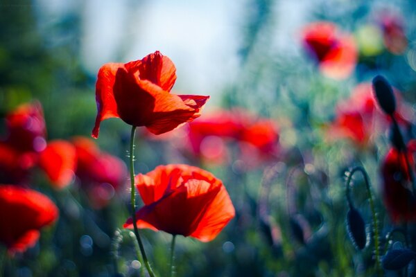 Rote Mohnblumen blühen auf einem verschwommenen Hintergrund