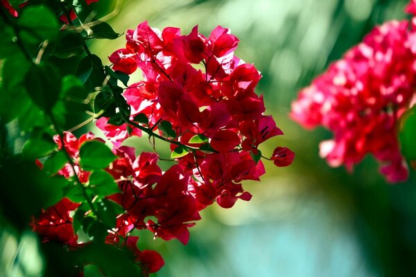 Arbuste à fleurs rouge