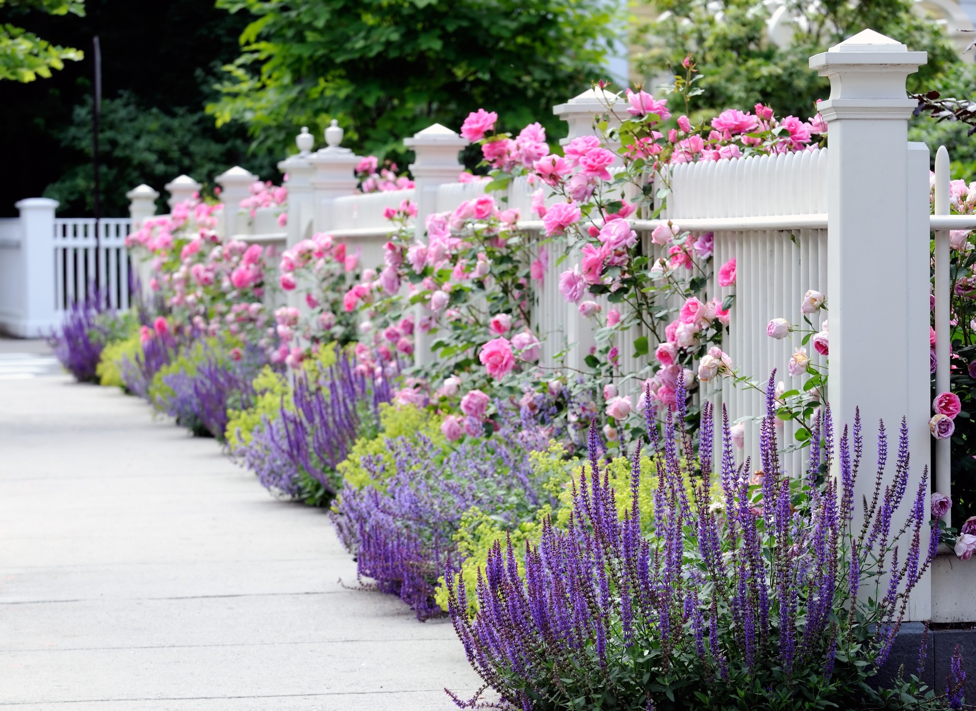 yellow roses fence summer flowers spring pink blue lovely flower garden garden white