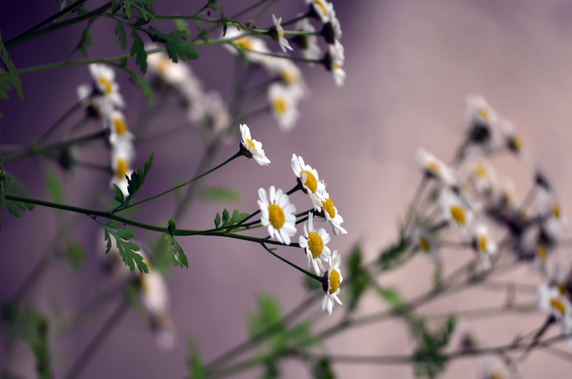 gänseblümchen weiß blütenblätter stiel