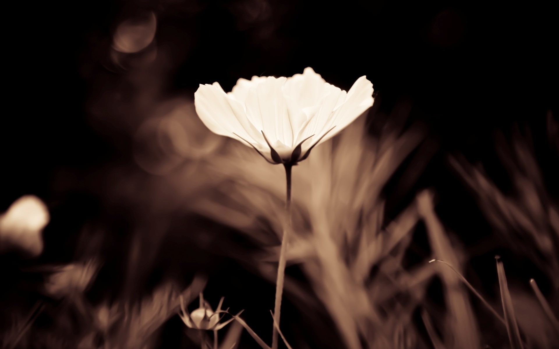 flower background shade flowers wallpaper brown white