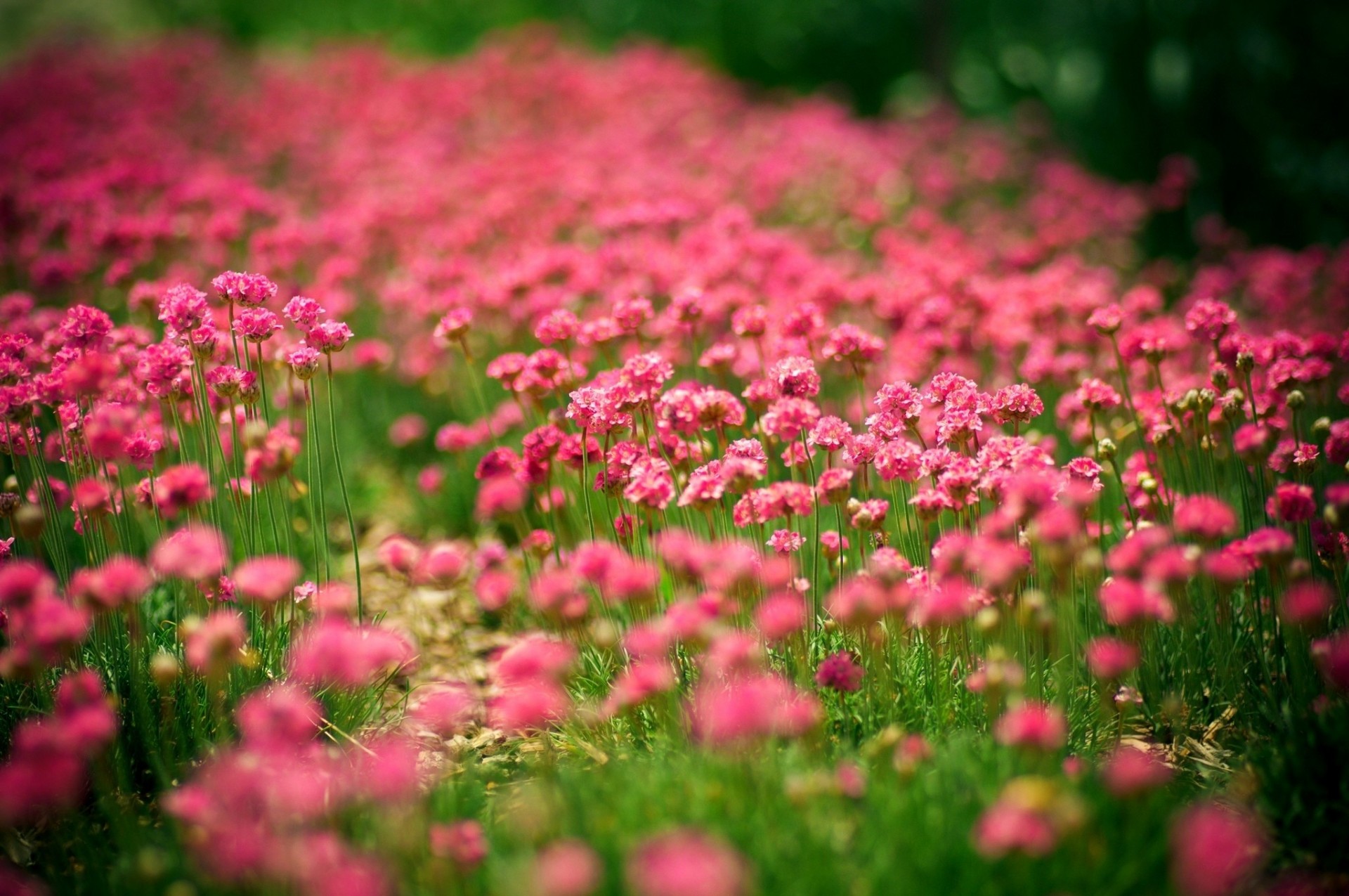 gens nature été fleurs soleil été