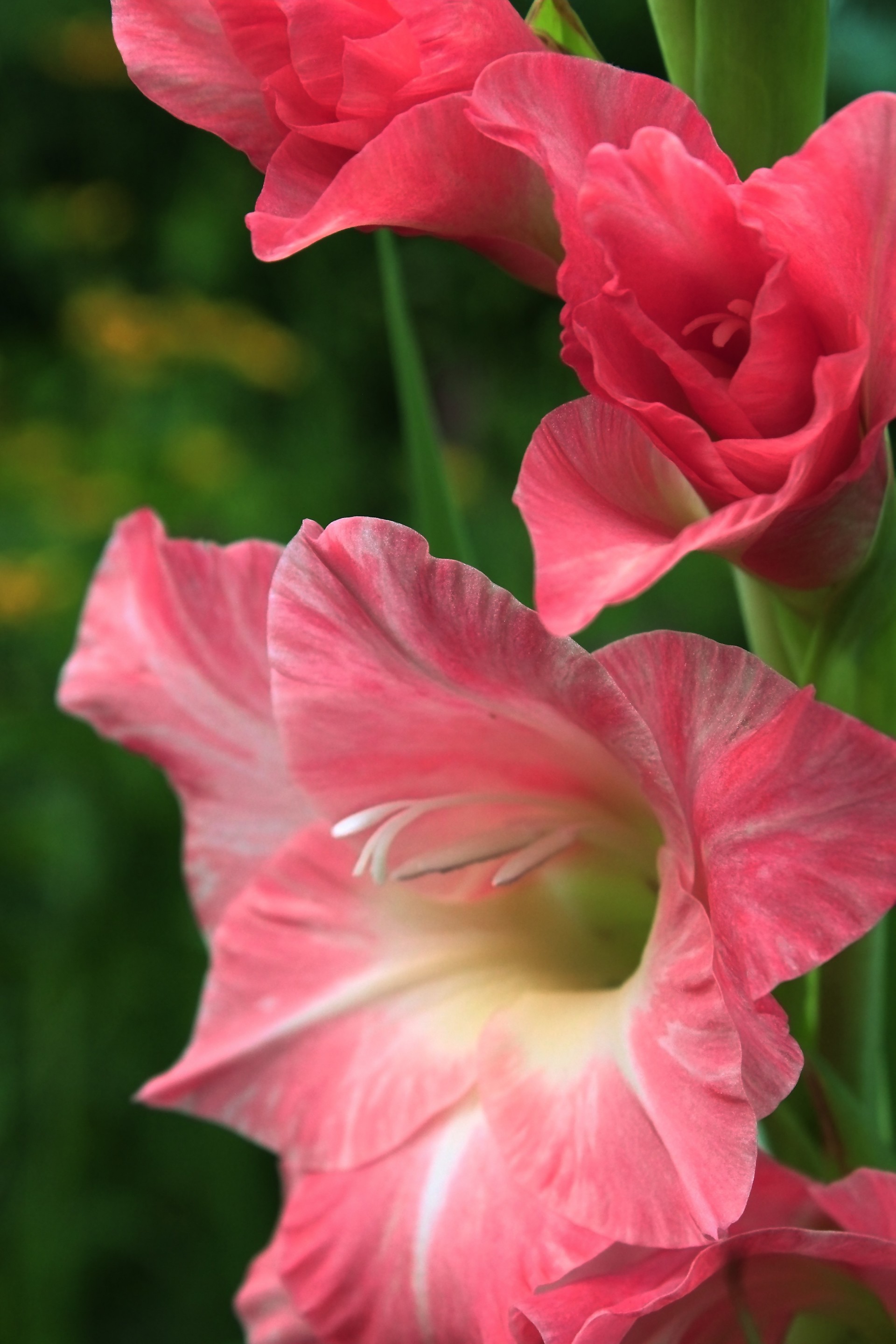 gladiolus beautiful flower