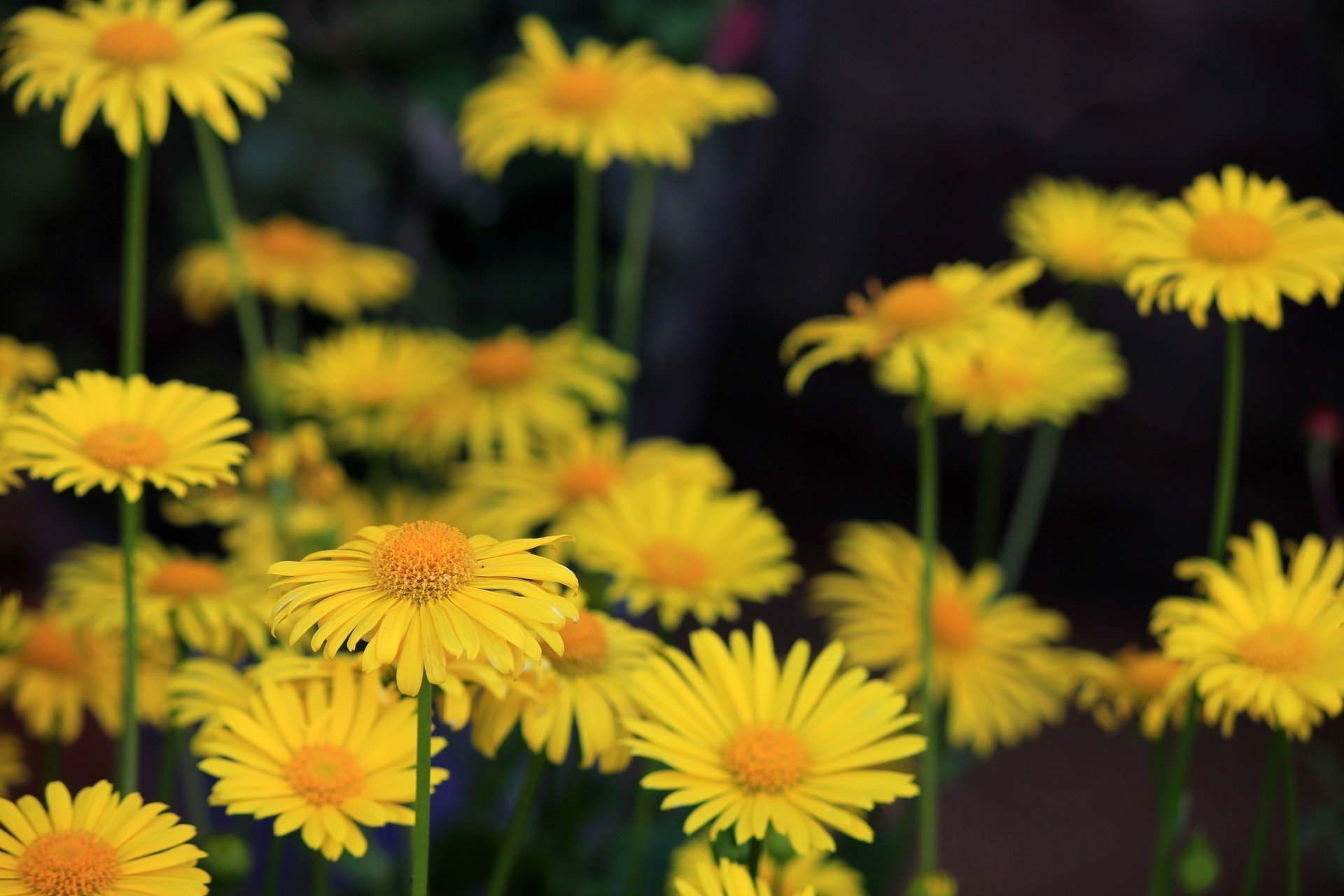 fleurs jaune