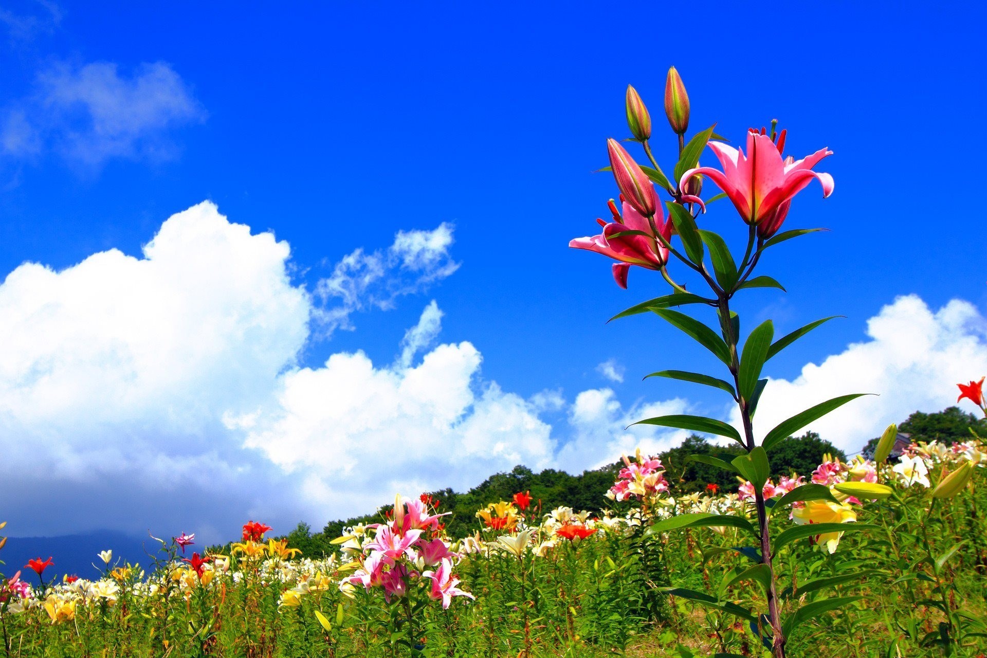 feld himmel sommer blumen