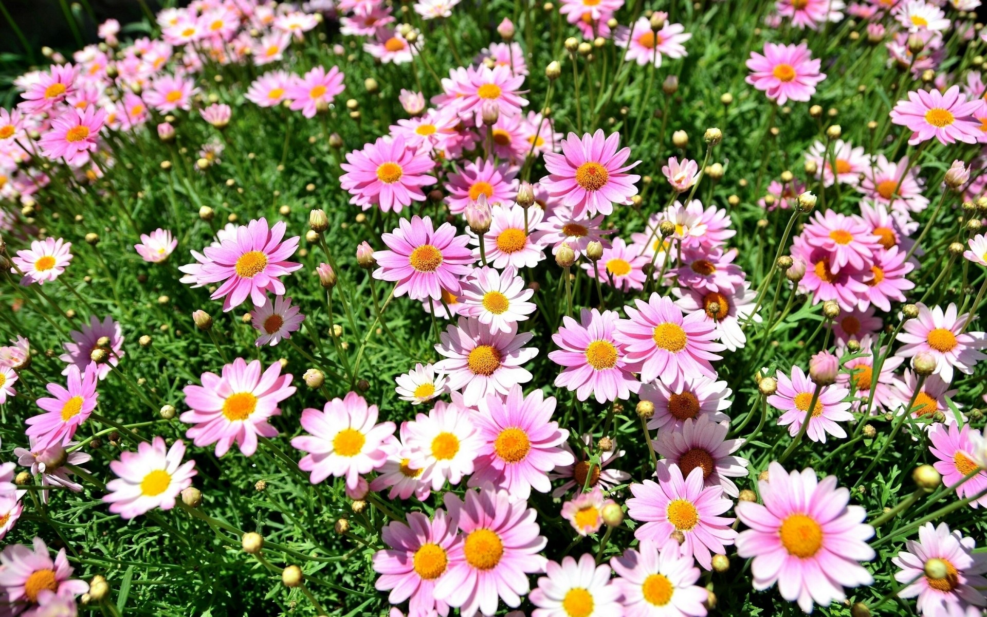 marguerites bourgeons