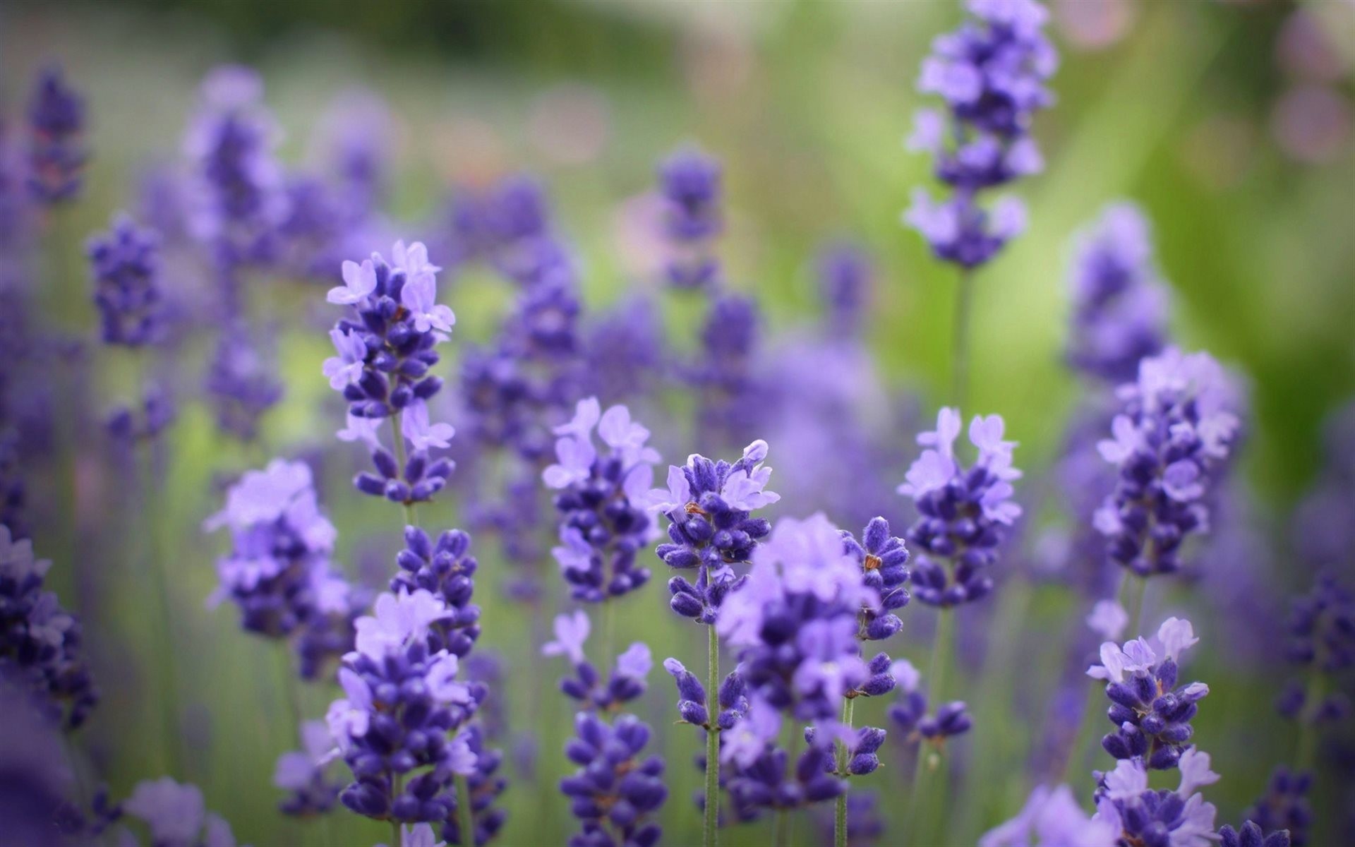 sfocatura fiori sfocatura tenerezza lilla delicato