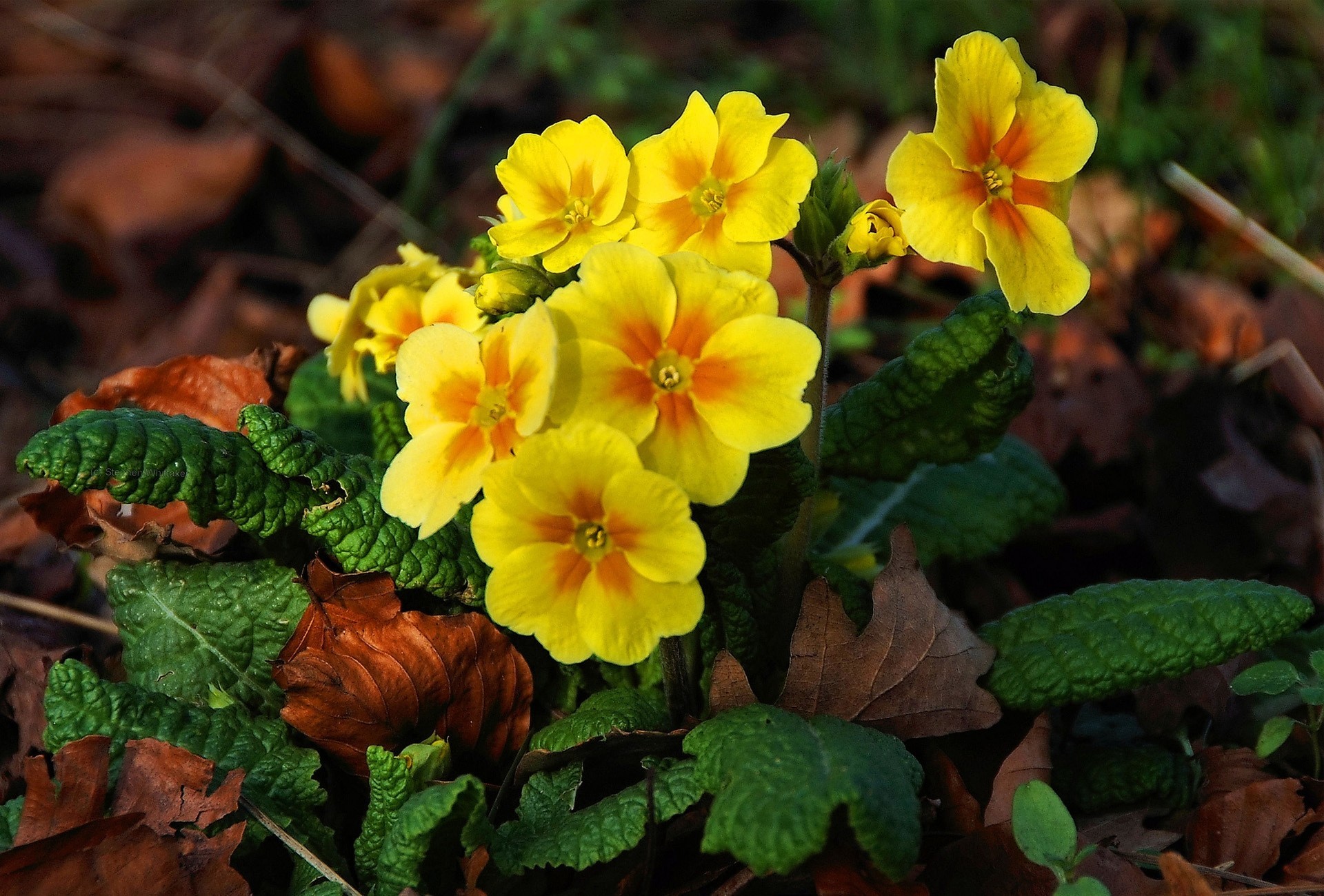 primevère terre jaune fleurs printemps