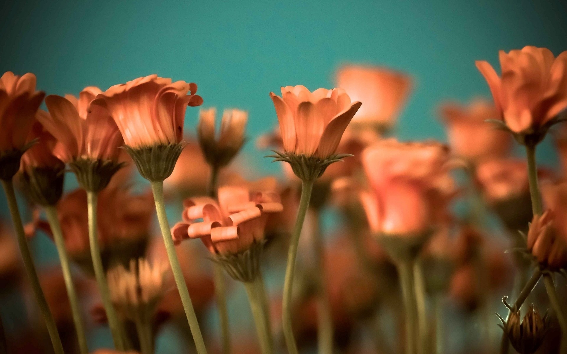 fleurs fond papier peint orange tige