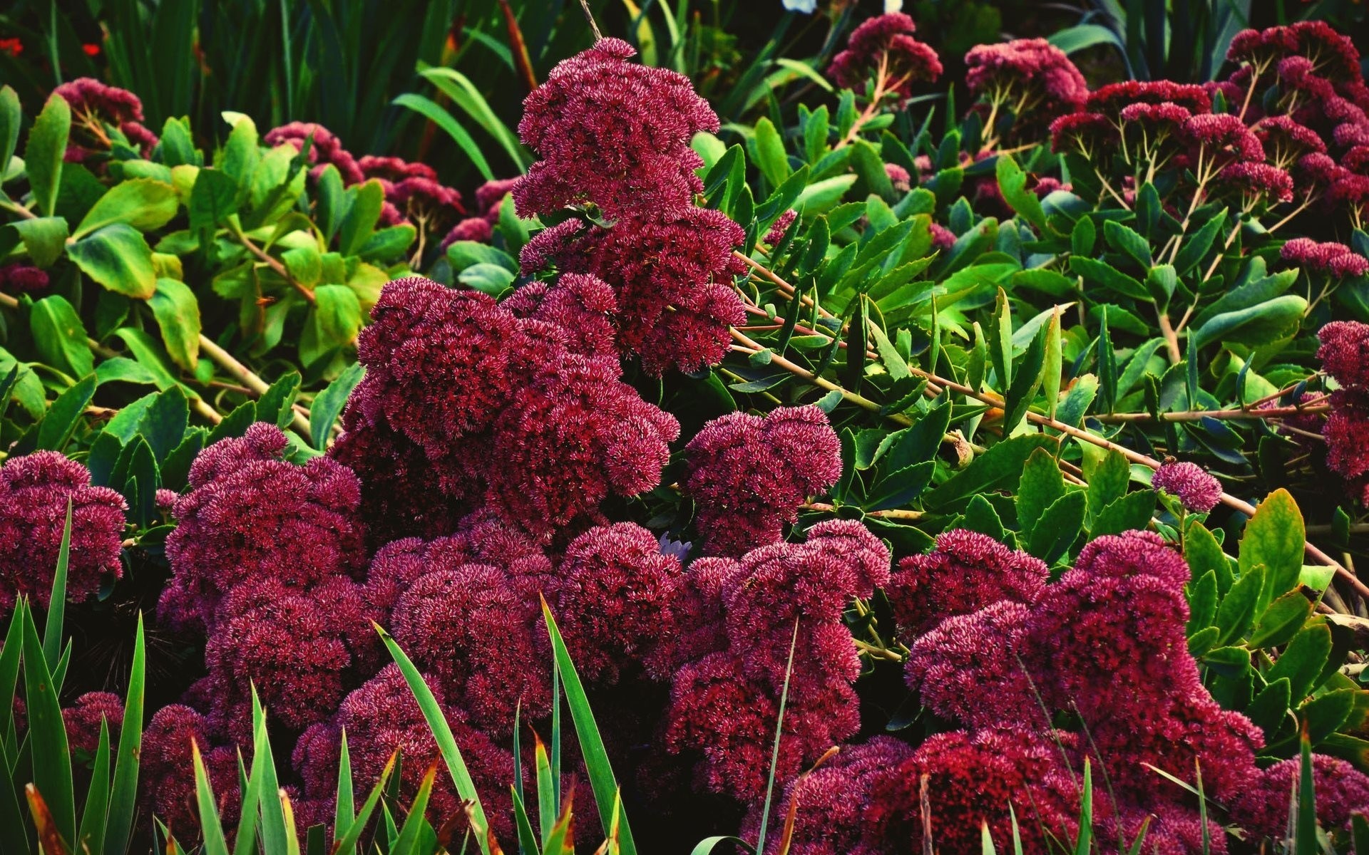 bush sheet green flower bright foliage