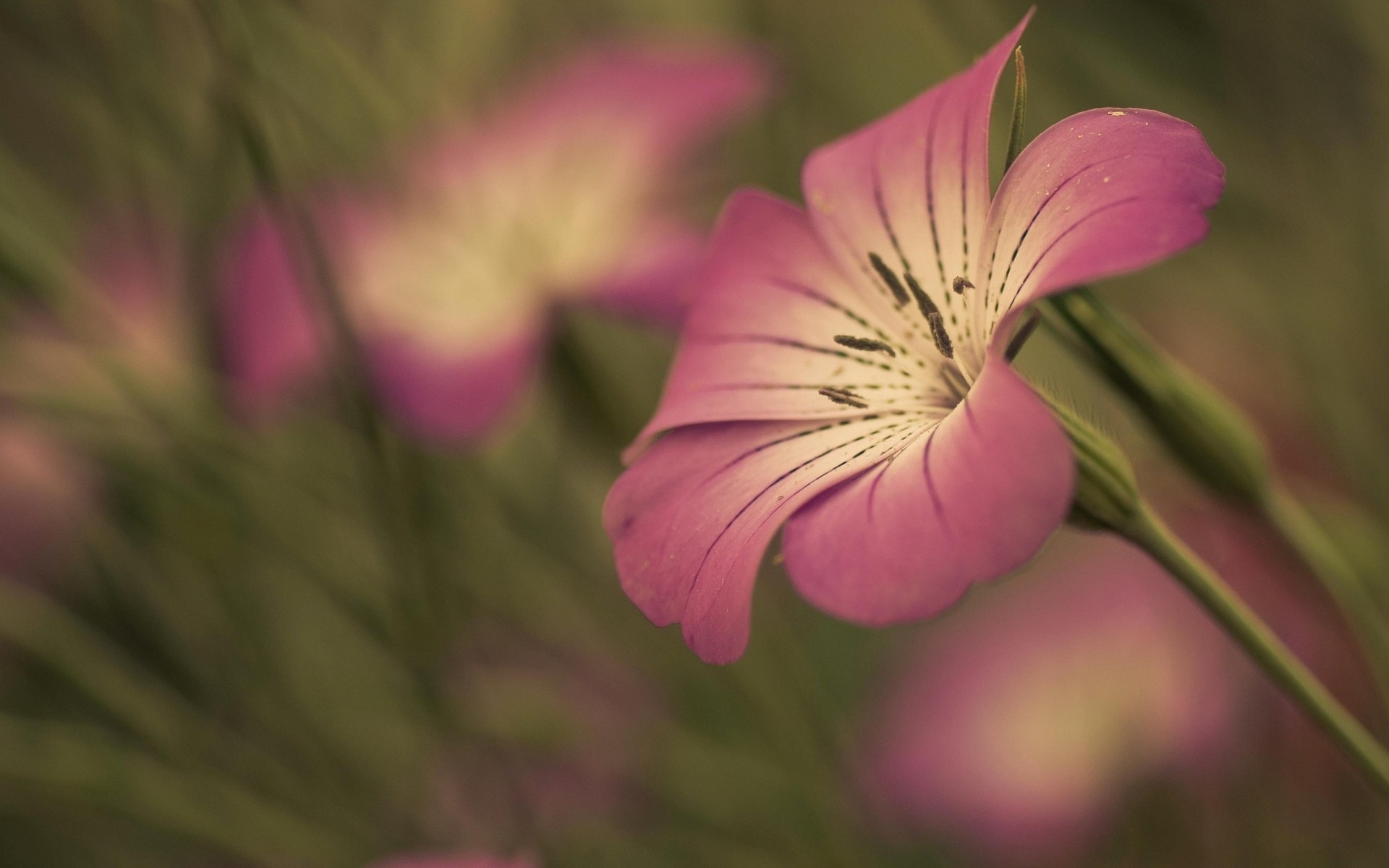 blume hintergrund blumen blütenblatt tapete stiel rosa unschärfe