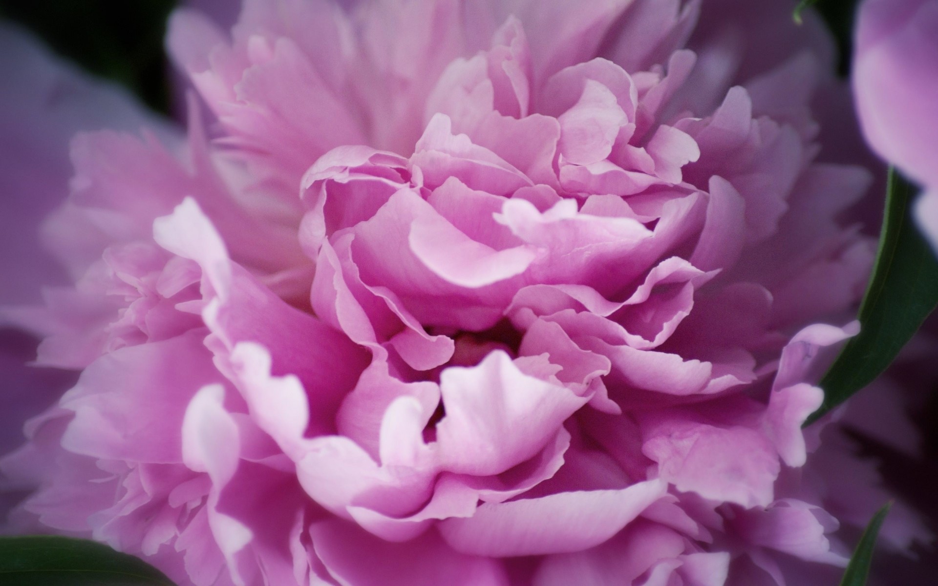 peony sheet flower pink foliage