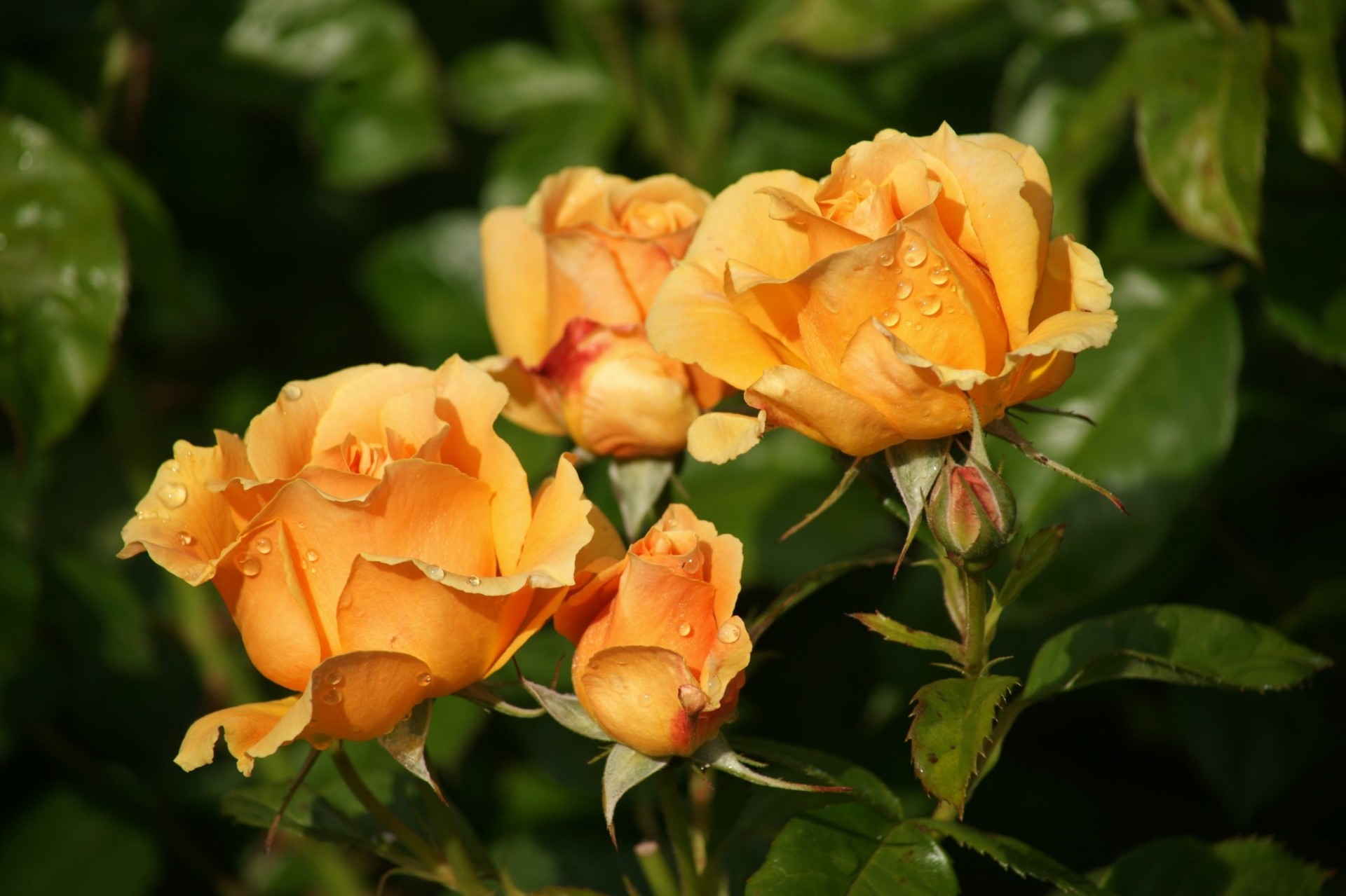 macro cae brotes rosas