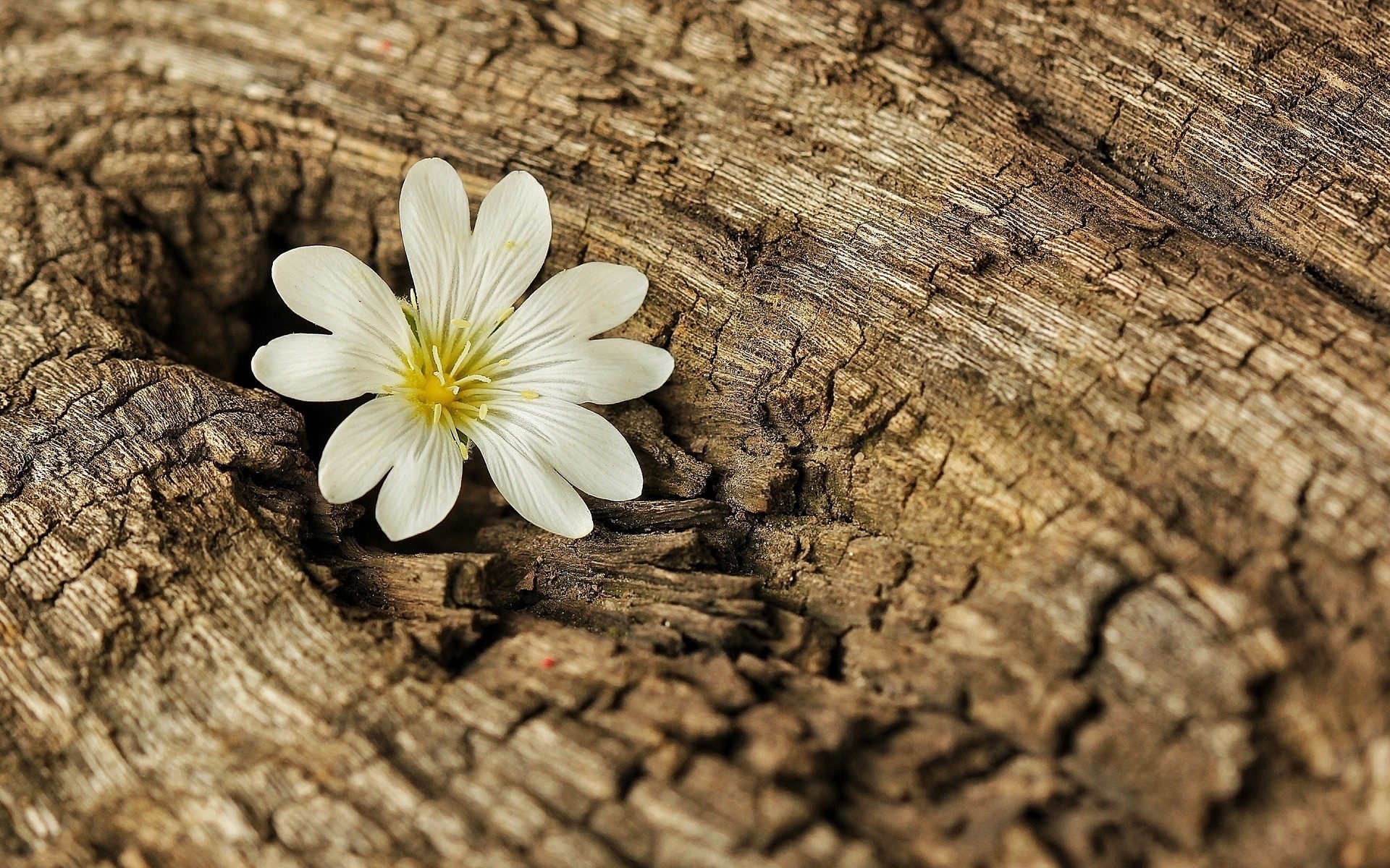 fiore albero corteccia fiori carta da parati sfondo