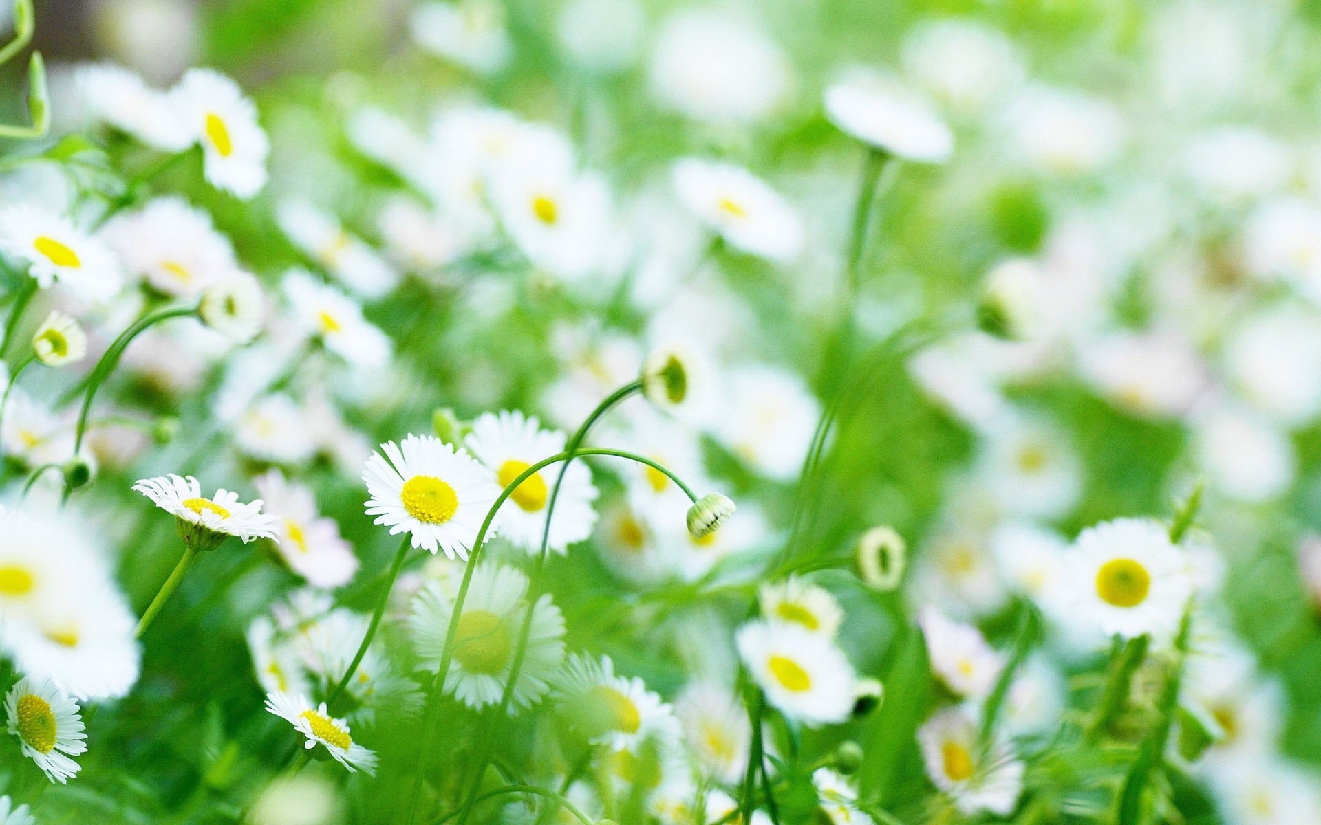 camomille marguerites fleurs