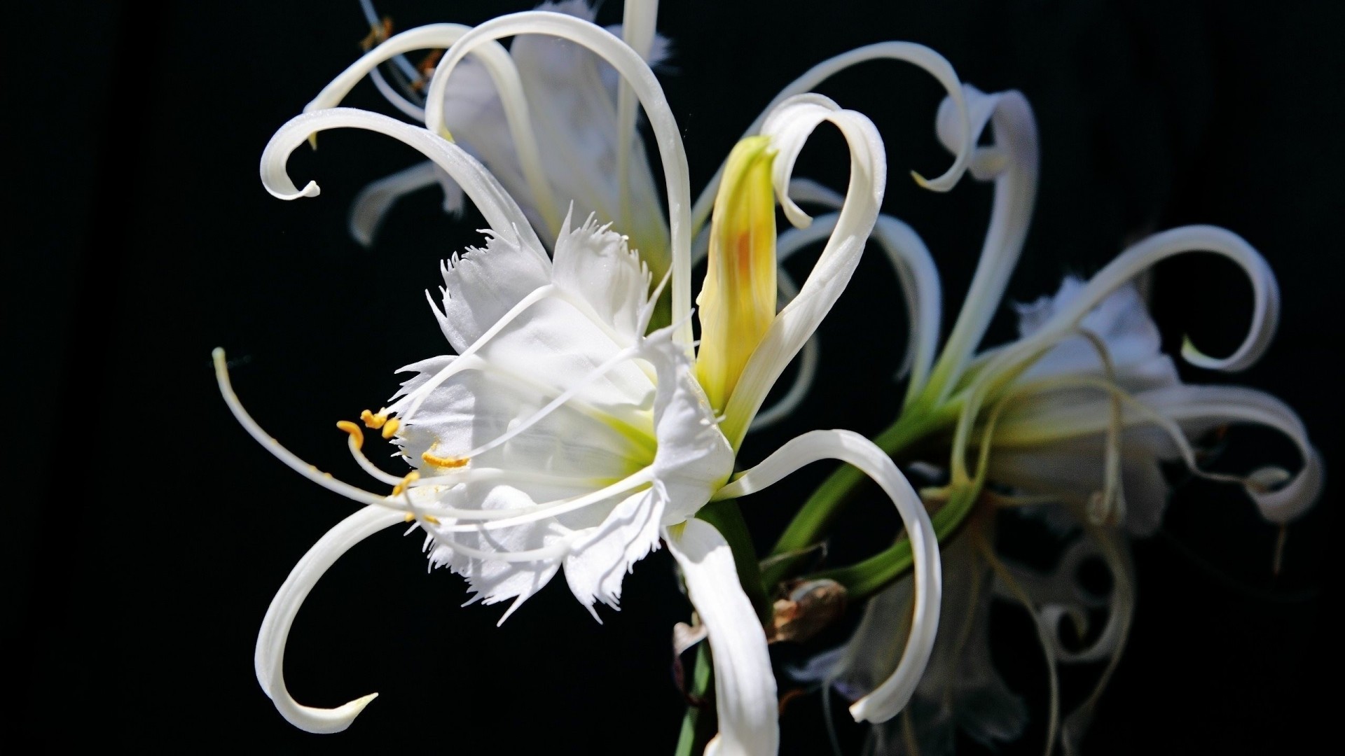 flor sólo encantador blanco