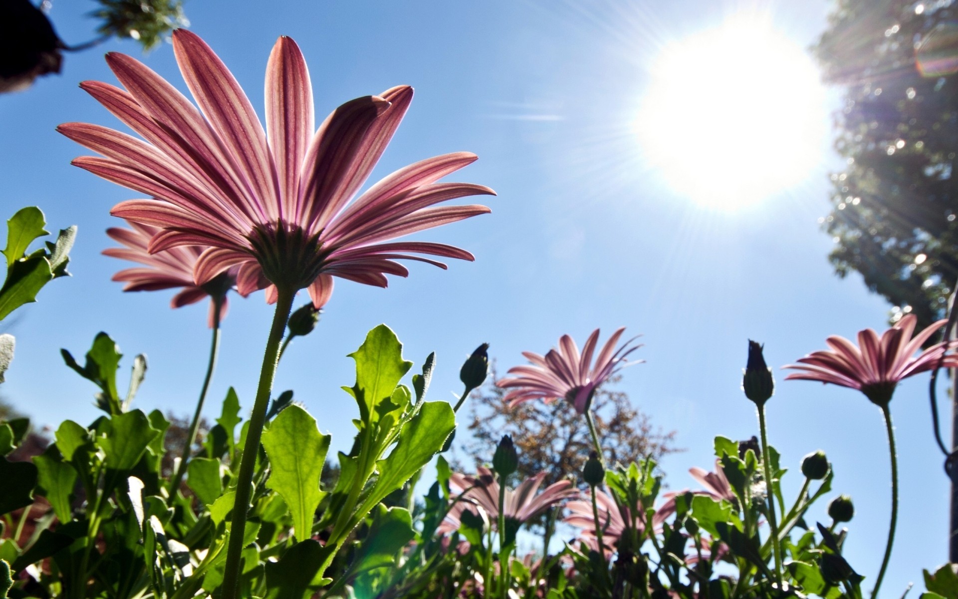 un close up light seasons summer