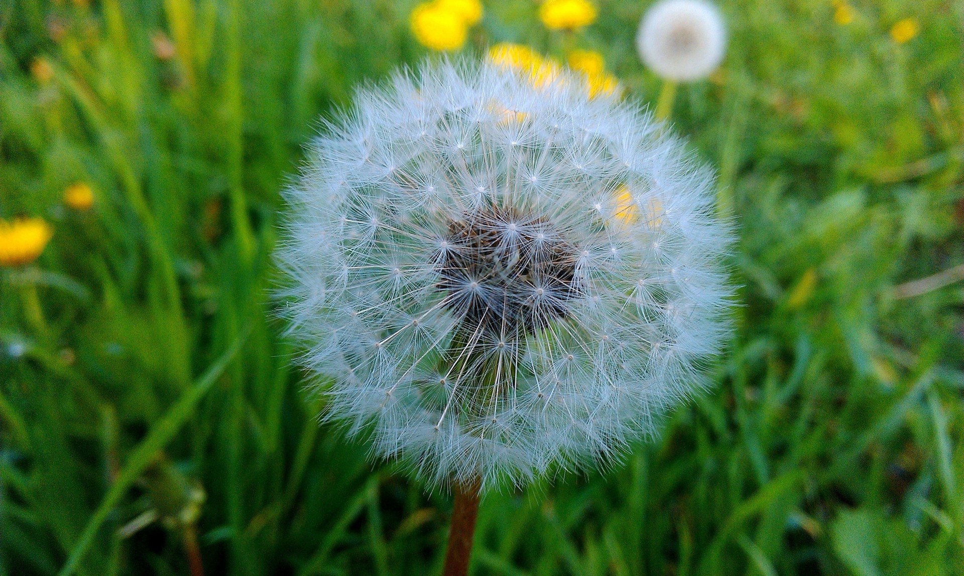 en primavera diente de león