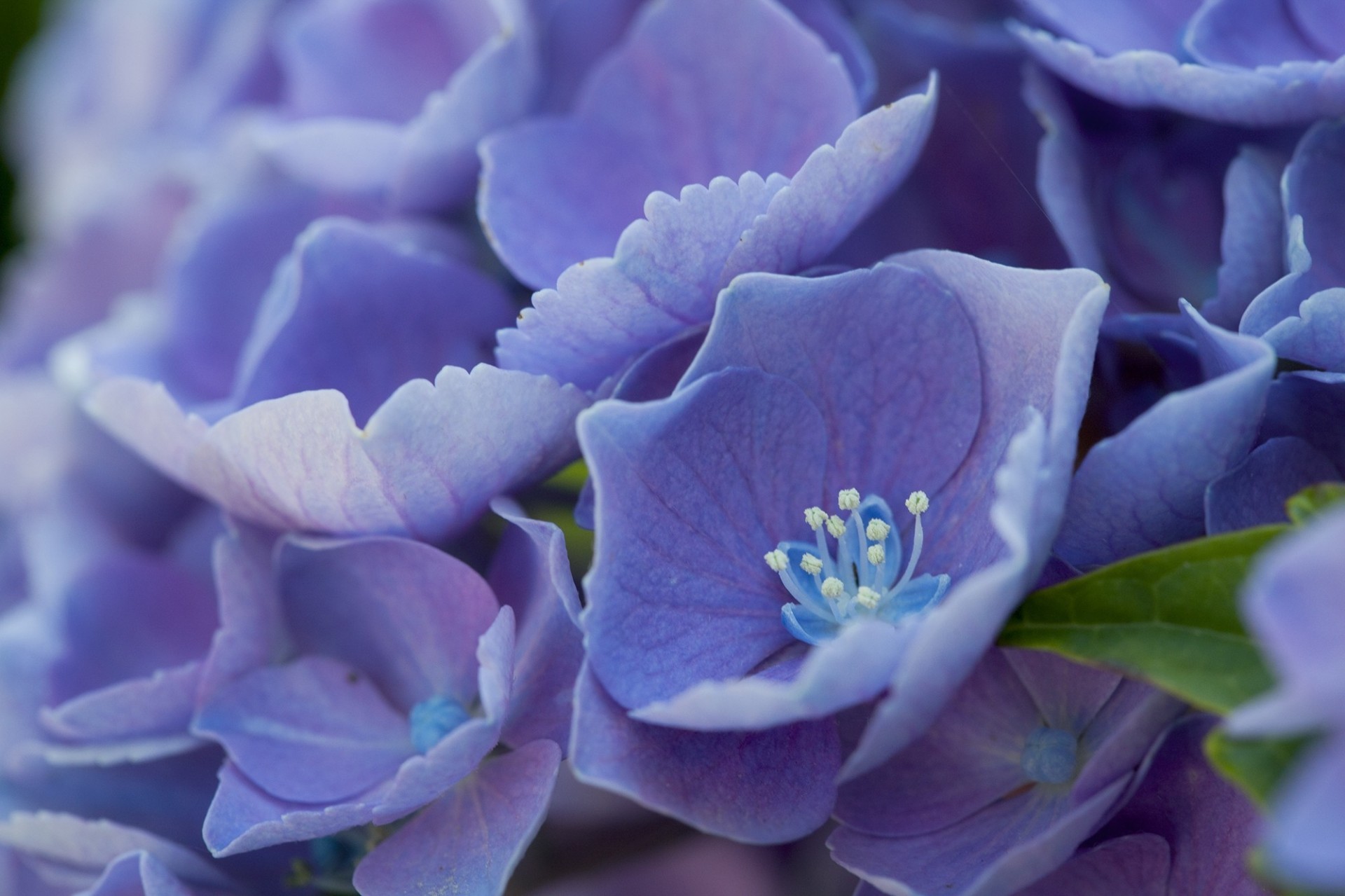 étamines bleu fleurs pétales