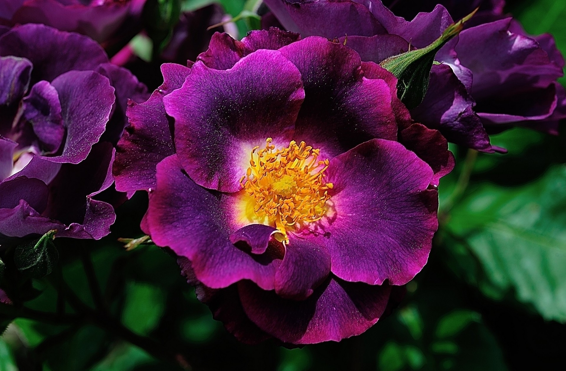 close up rose petal