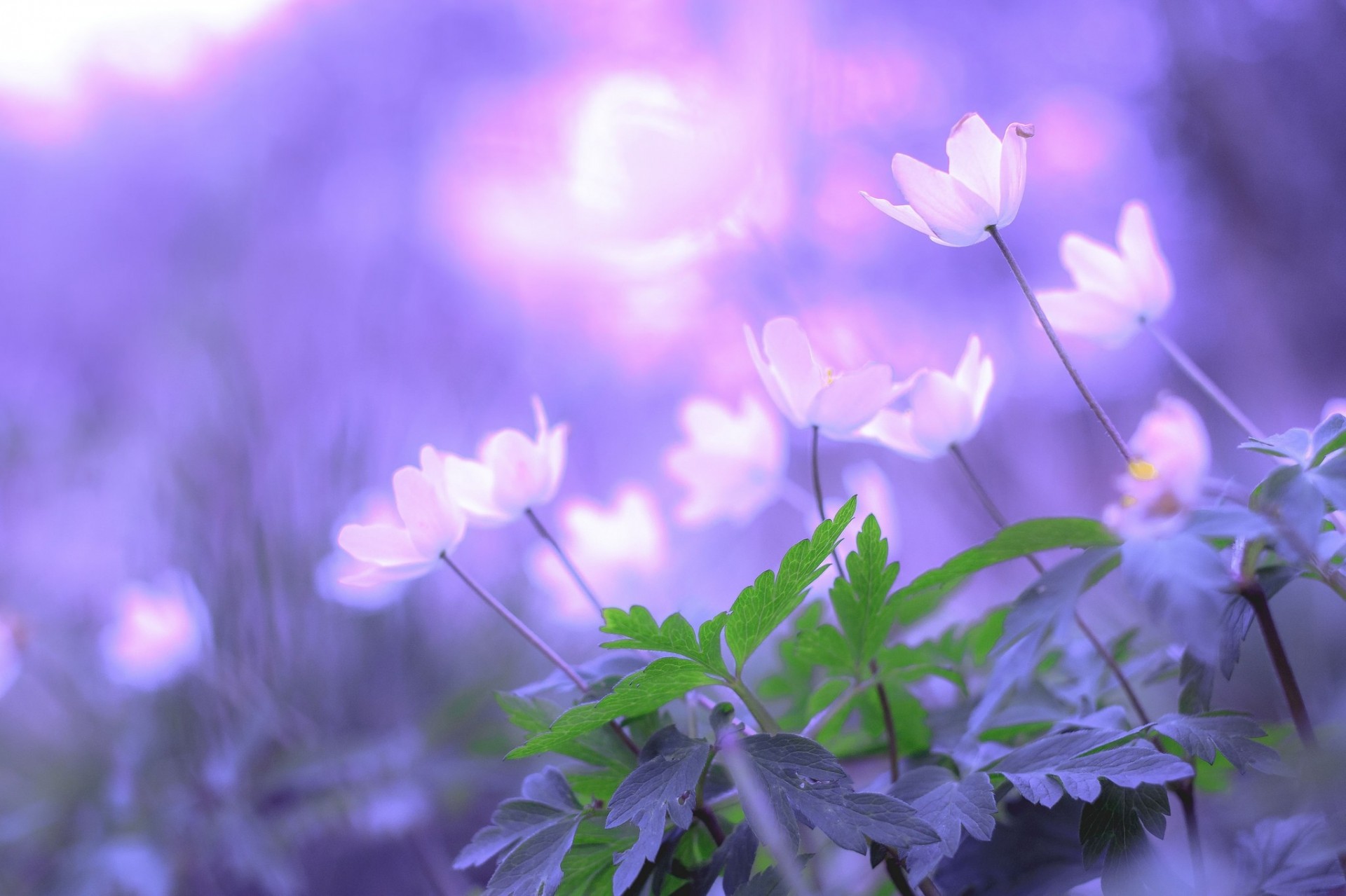 feuille bokeh fleurs