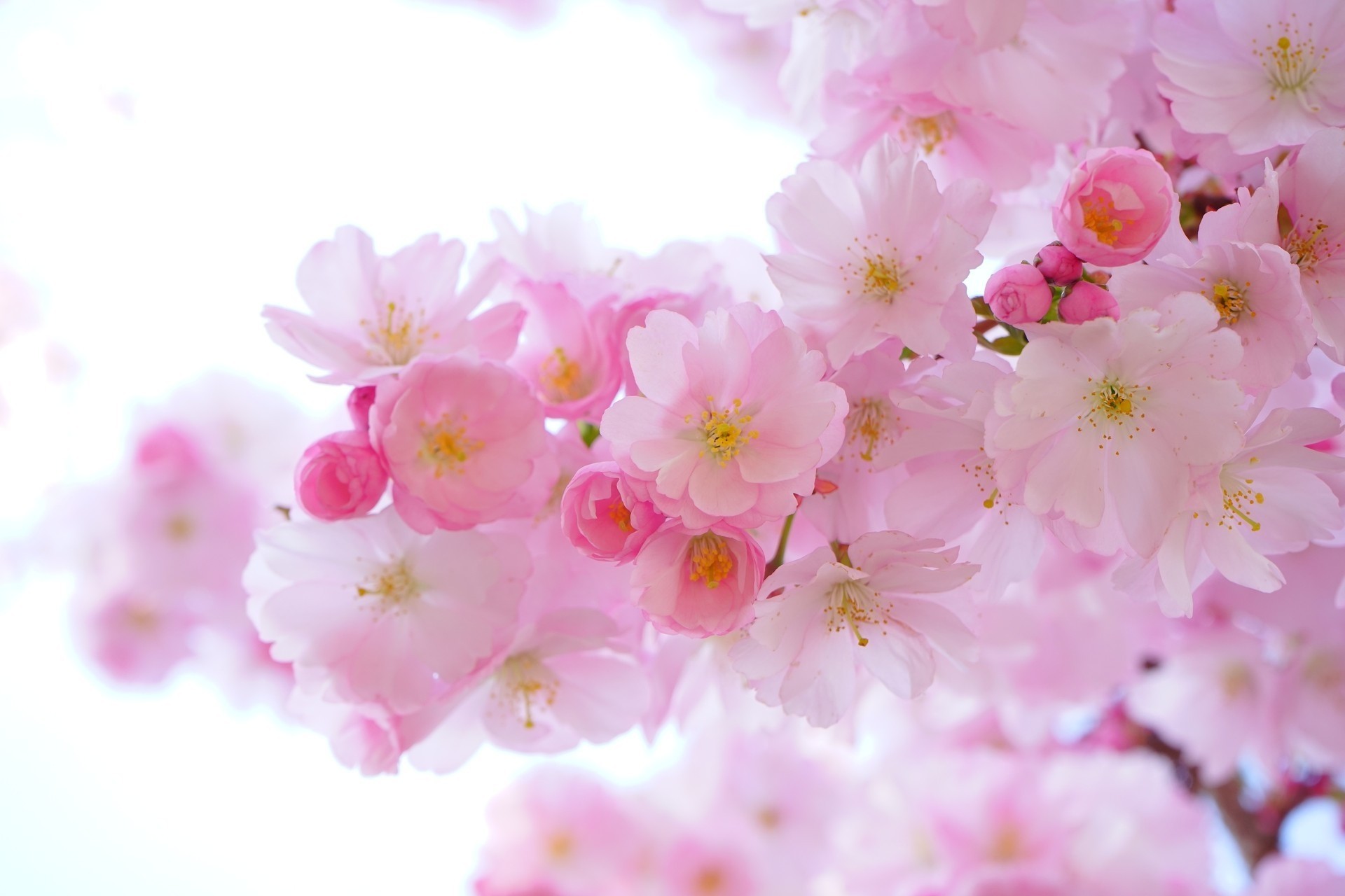 akura flower tree