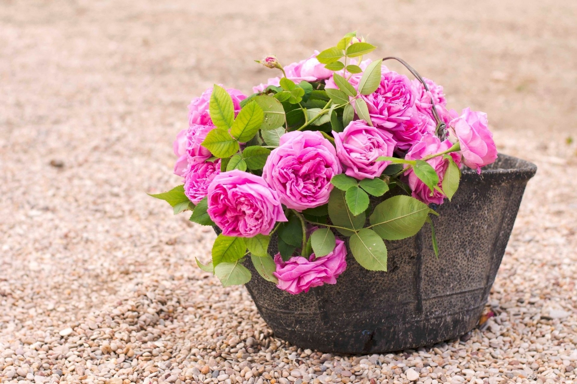 pink pot stones flower rose