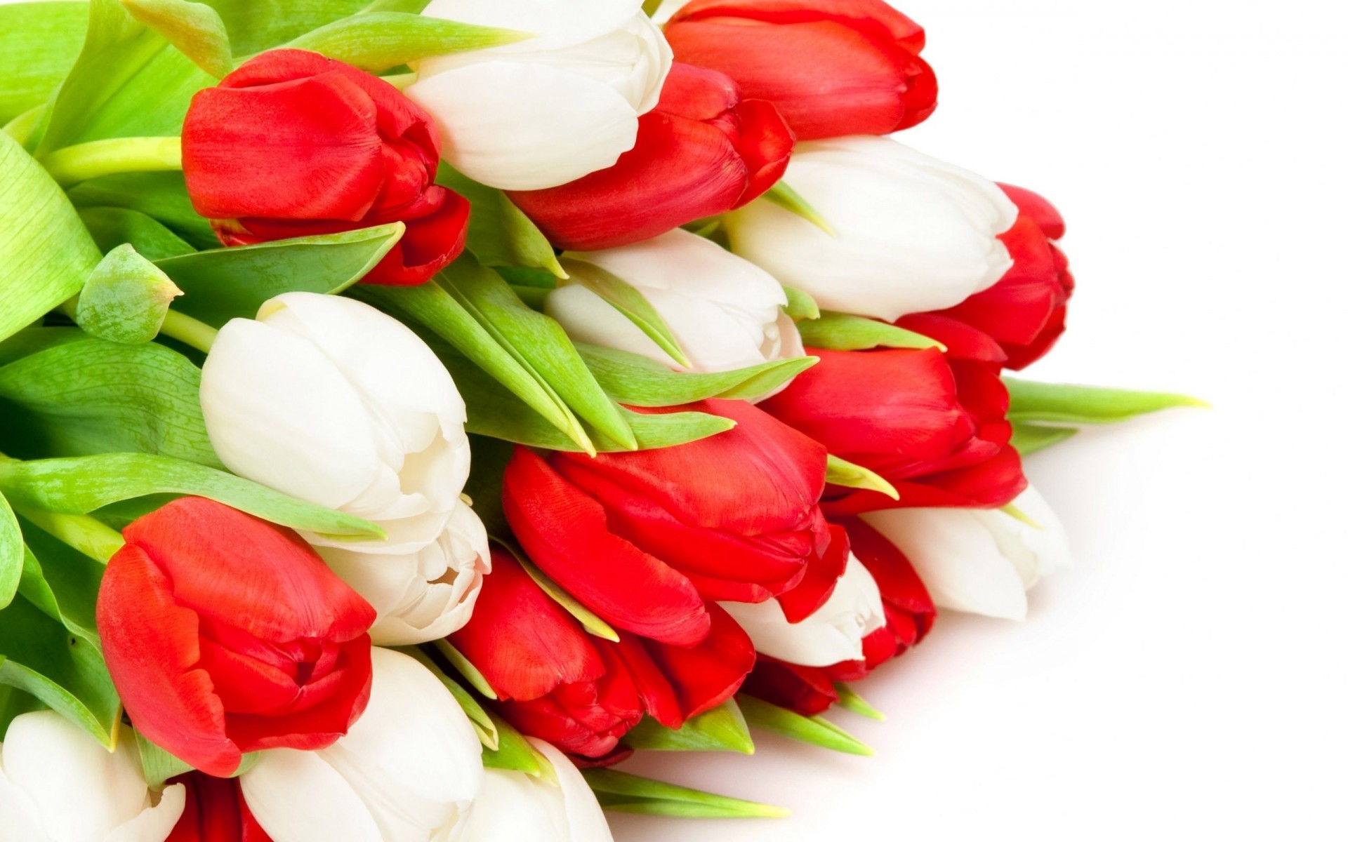 bouquet red white tulip