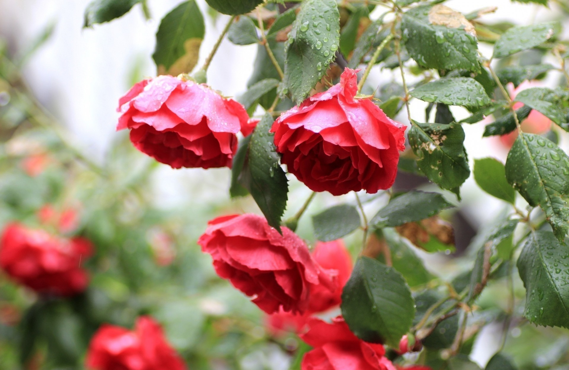 cespuglio fiori rose