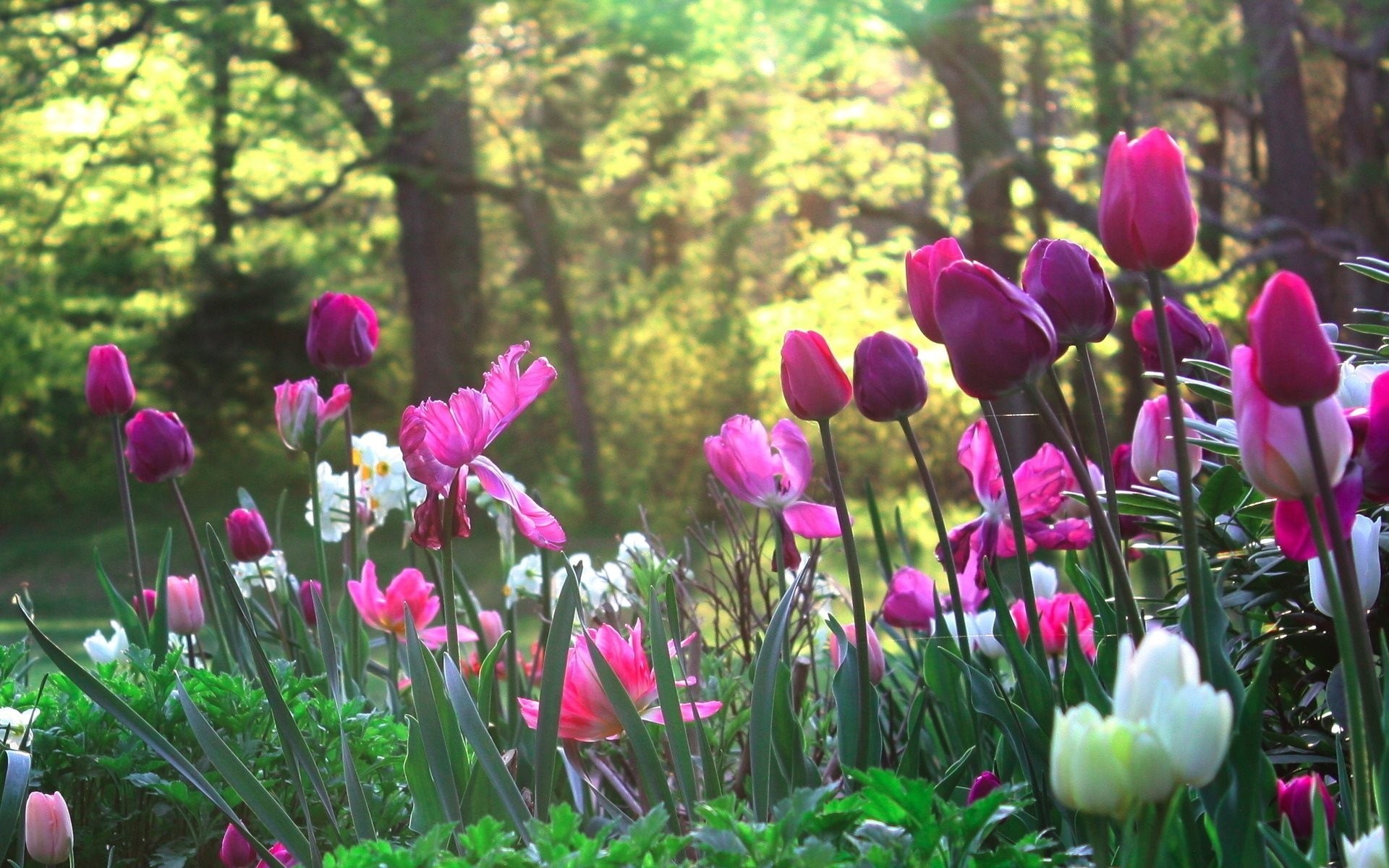 flower park people tulip