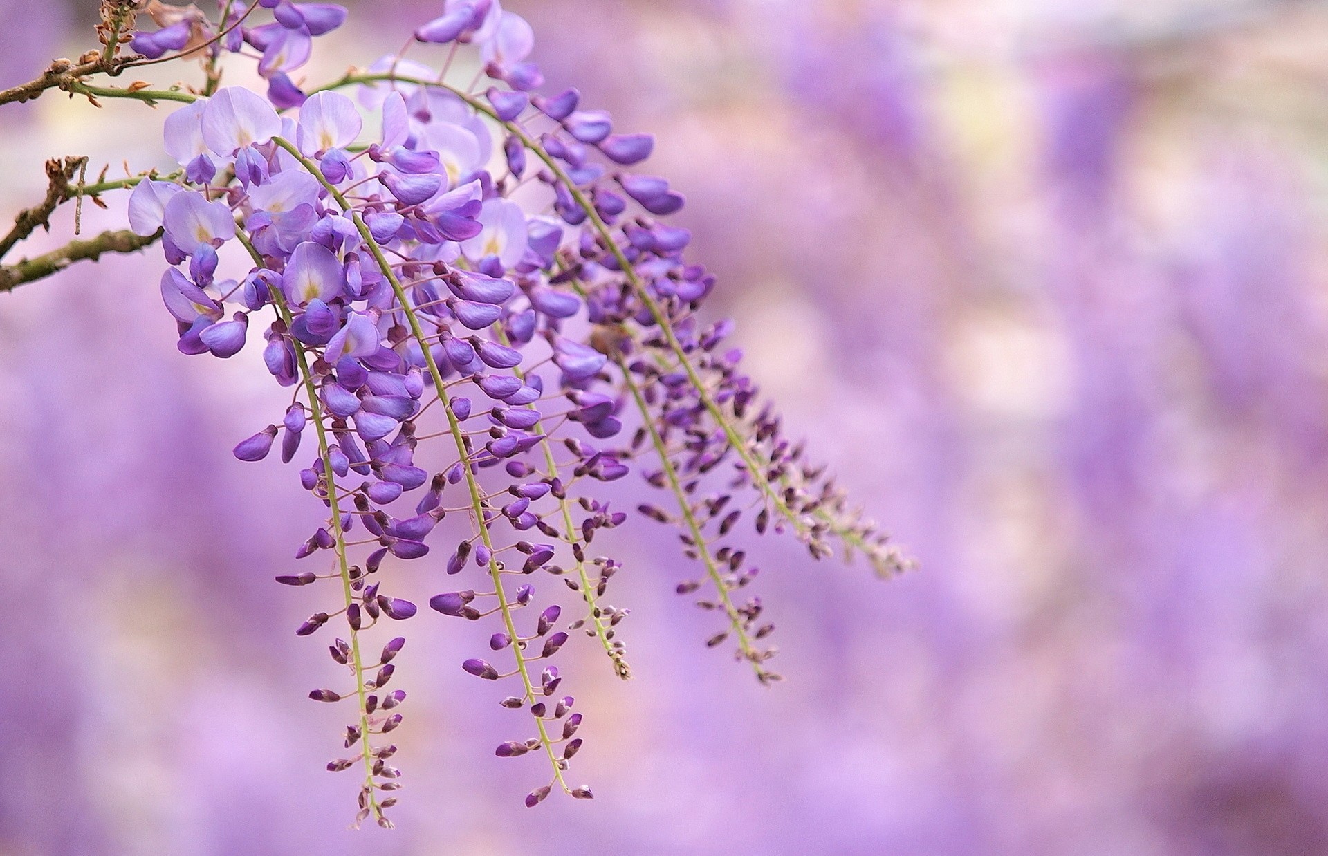 lilas glycine fleurs branche