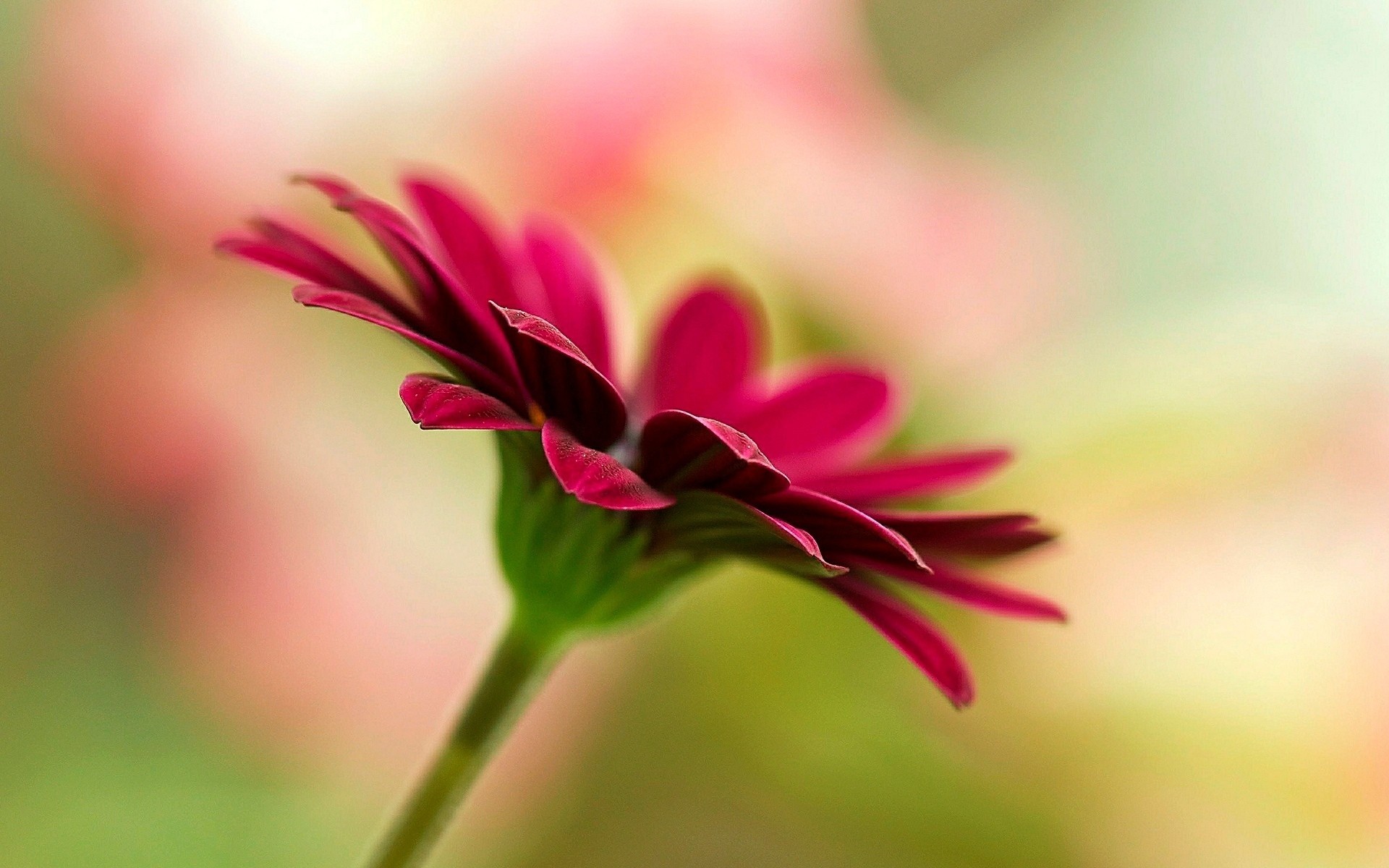 fiore sfondo fiori carta da parati rosa sfocatura