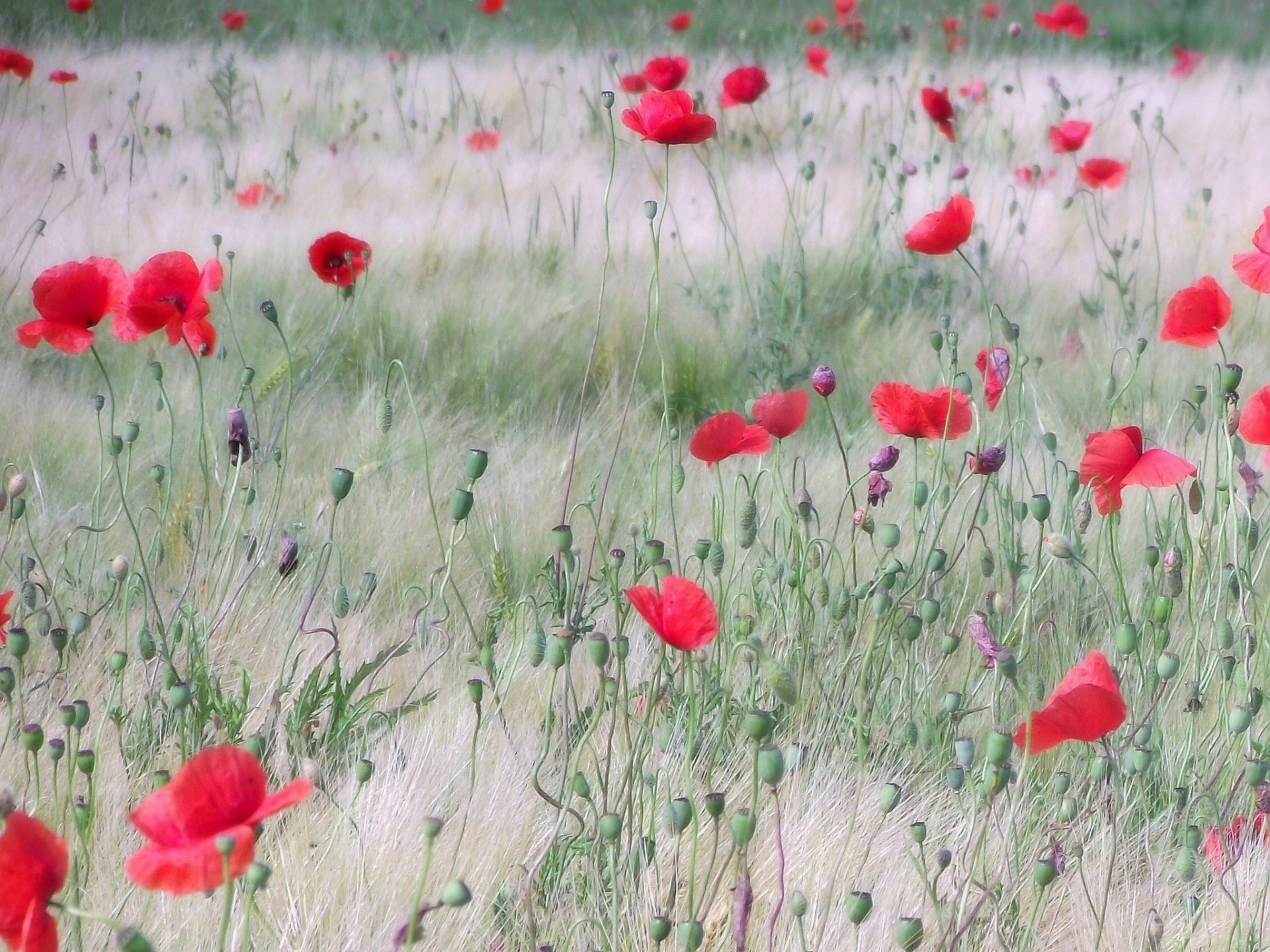 campo amapolas rojo