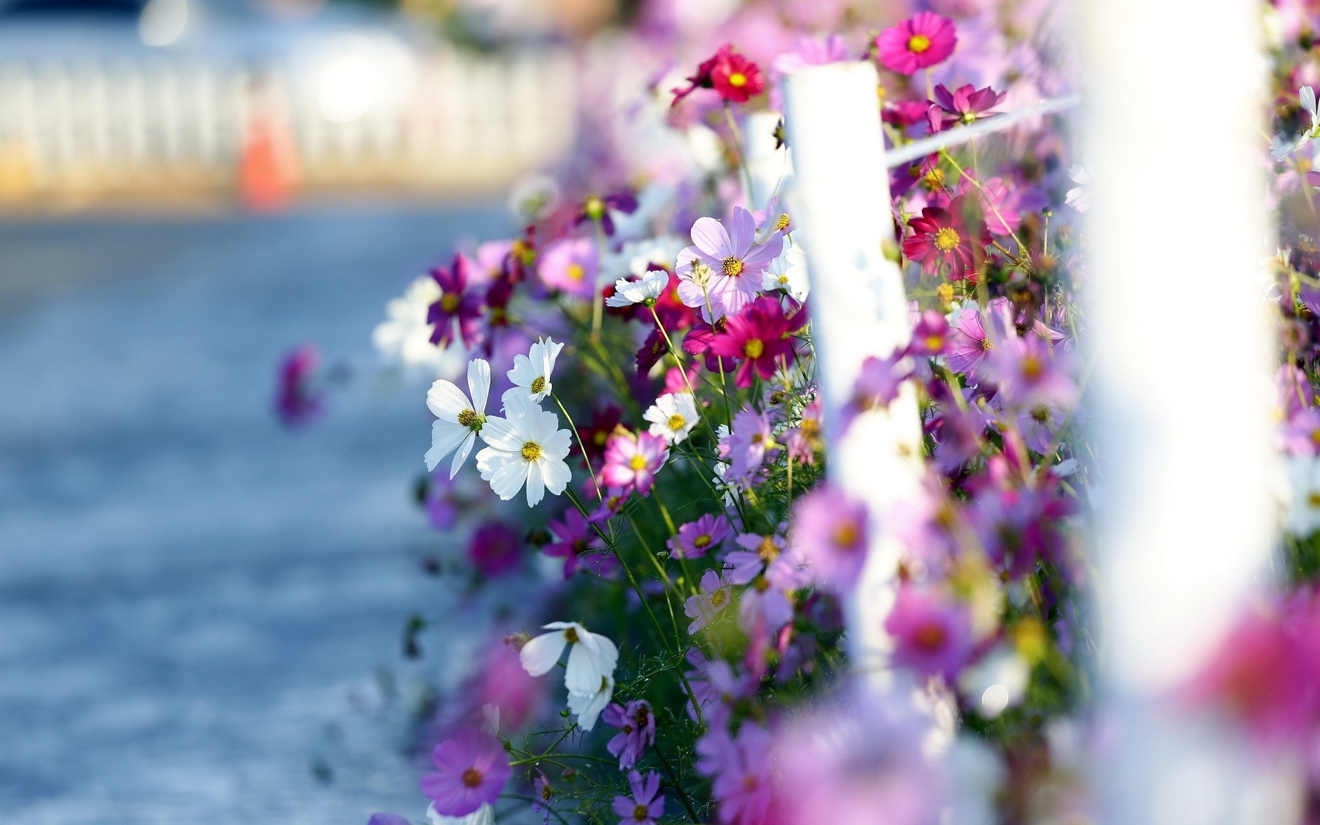 spazio paesaggio mare di fiori