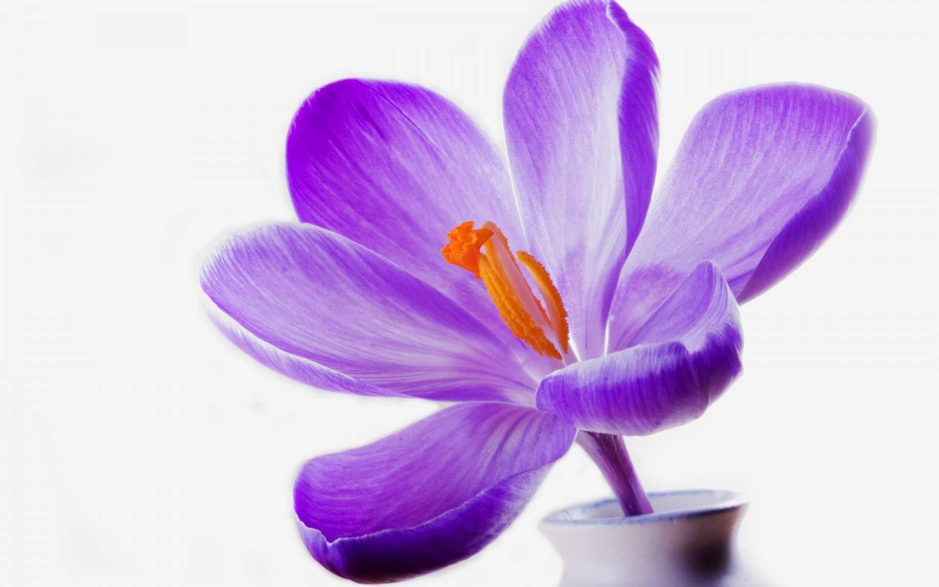 vase fond crocus lilas