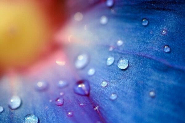 Fleur bleue, Rossa, beau fond d écran