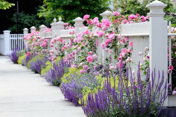 Dans la clôture, les roses roses ont grandi très beau