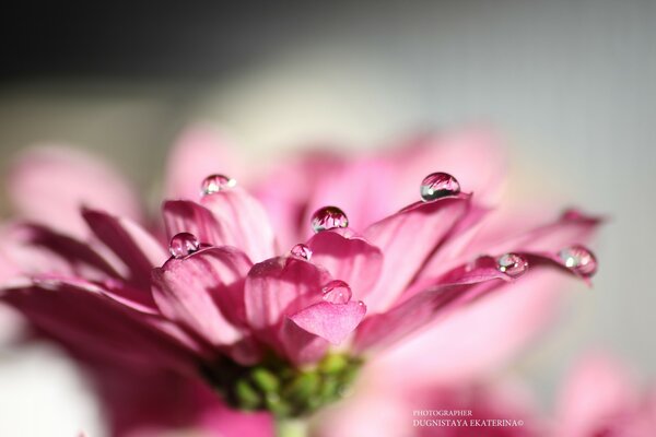 Foto de la flor en modo macro