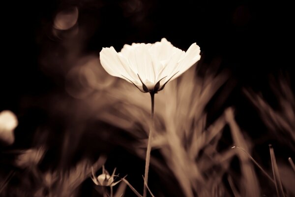 Schöne weiße Blume auf braunem Hintergrund